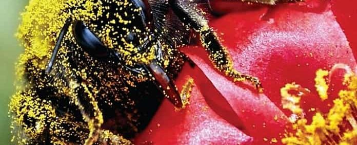 Essentials of Biology 5th Edition (PDF) by Mader, Windelspecht