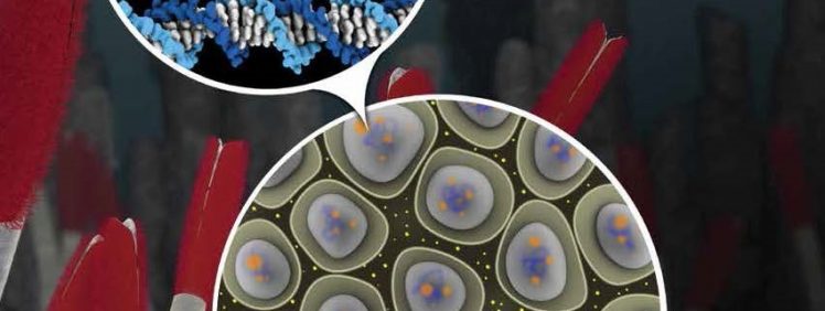 Microbiology (2nd Edition) – Wessner/Dupont/Charles/Neufeld – PDF